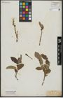Foto von Salix hastata L.